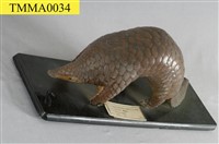 海南穿山甲藏品圖，第9張